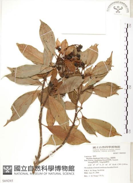 豬腳楠藏品圖，第1張