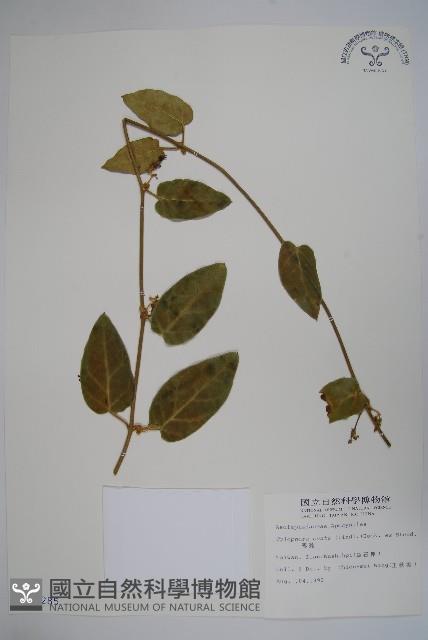 鷗蔓藏品圖，第1張