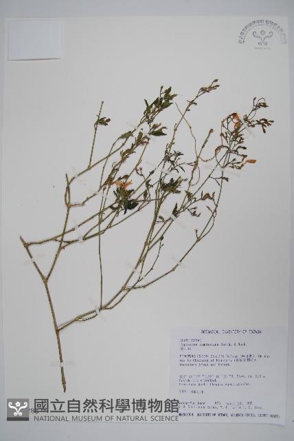 槍刀菜藏品圖，第1張