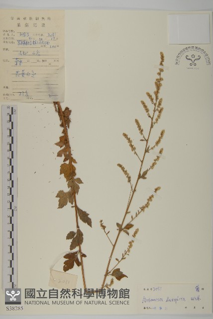 角菜、珍珠菜藏品圖，第1張