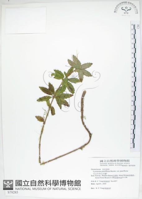 石吊蘭、吊石苣苔藏品圖，第1張