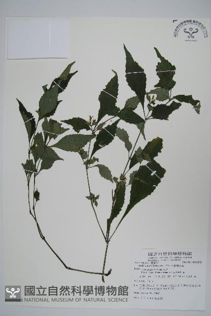 曲莖馬藍藏品圖，第1張