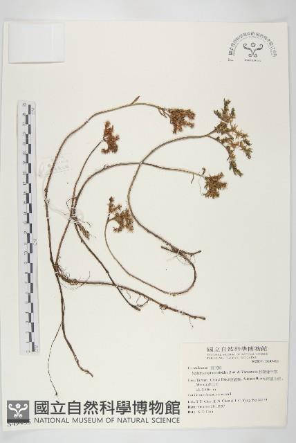 杉葉佛甲草藏品圖，第1張