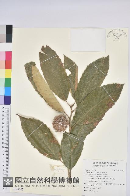 板栗藏品圖，第1張