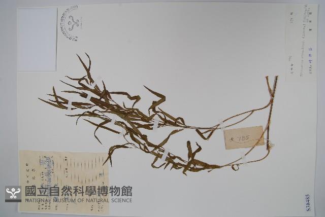 柳葉白前藏品圖，第1張