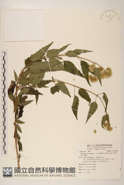 塔山澤蘭藏品圖，第1張