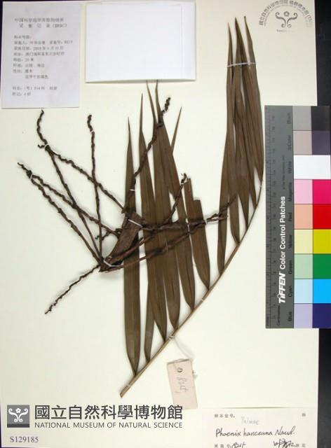 台灣海棗藏品圖，第1張