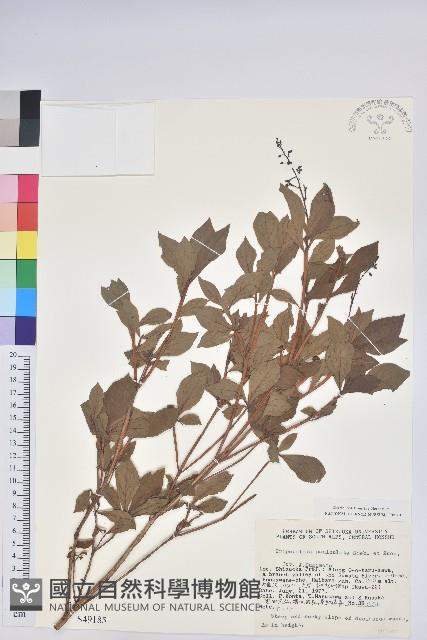 登錄號:S049185藏品圖，第1張