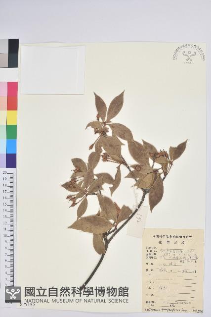 吊鐘花藏品圖，第1張