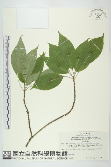 登錄號:S128185藏品圖，第1張