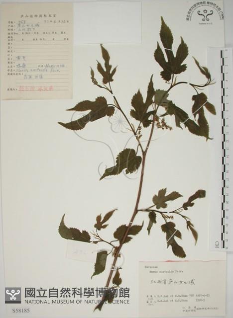 小桑樹藏品圖，第1張