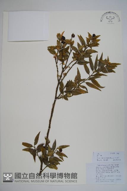 野扇花藏品圖，第1張