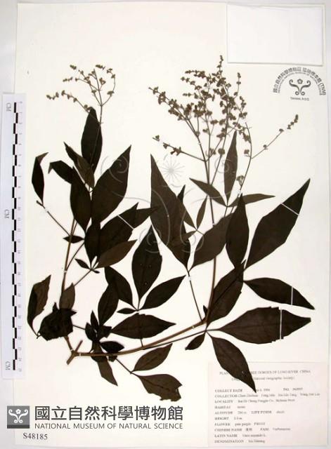 黃荊藏品圖，第1張