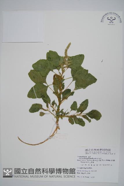 Accession Number:S078185 Collection Image, Figure 1, Total 2 Figures