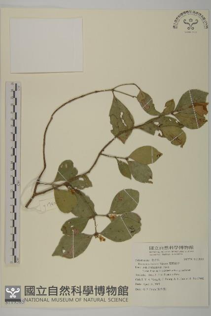 菱葉衛矛藏品圖，第1張