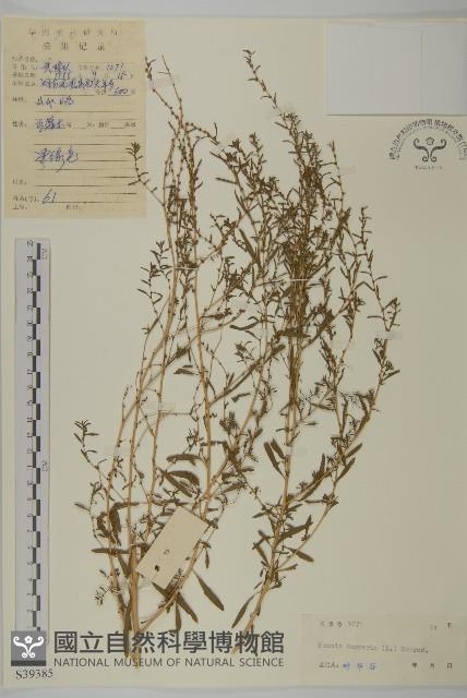 地膚、掃手草藏品圖，第1張