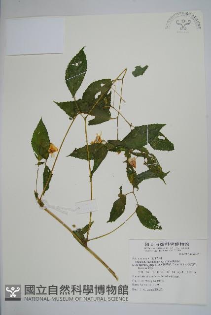 黃花鳳仙花藏品圖，第1張