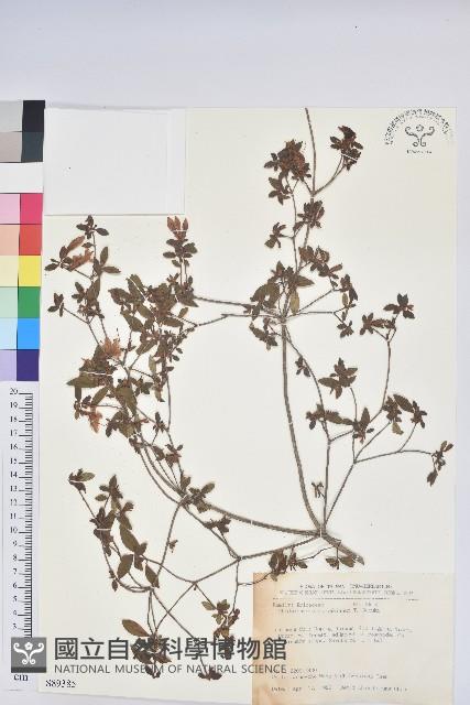 細葉杜鵑、南湖杜鵑、志佳陽杜鵑藏品圖，第1張