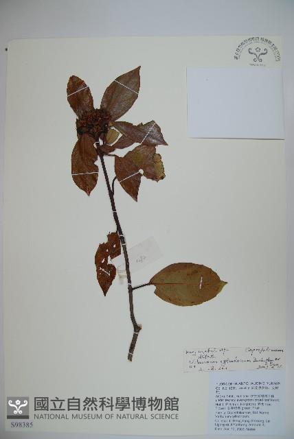 水紅木藏品圖，第1張