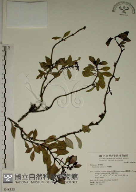 拎壁龍藏品圖，第1張