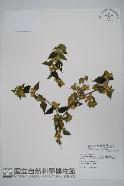 華九頭獅子草藏品圖，第1張