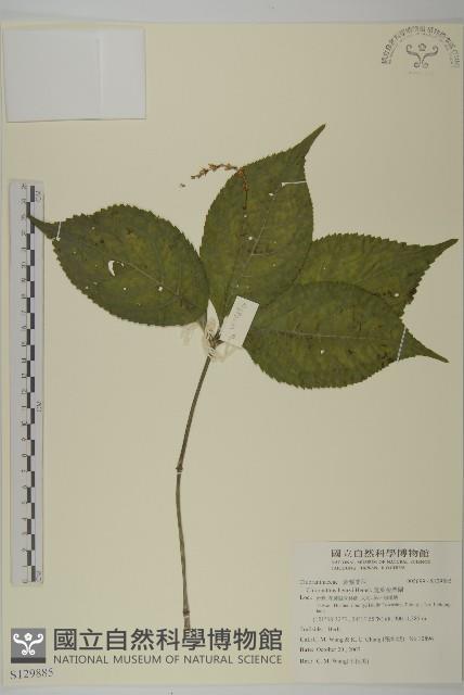 寬葉金粟蘭藏品圖，第1張