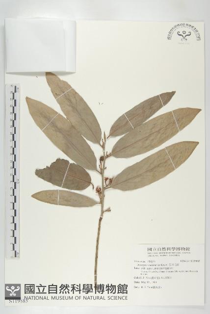 呂宋毛柿藏品圖，第1張