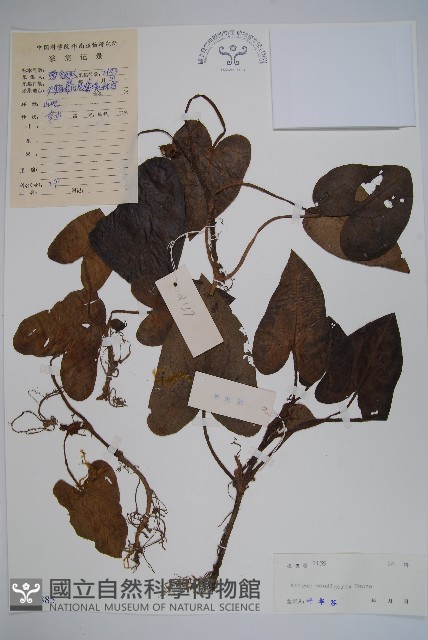 薄葉細辛、尾花細辛藏品圖，第1張
