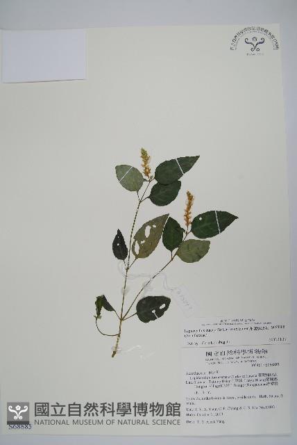 卵葉鱗球花藏品圖，第1張