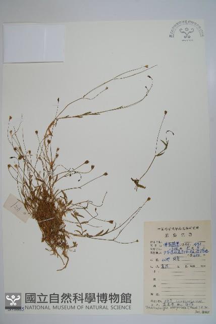 細葉蘭花參藏品圖，第1張