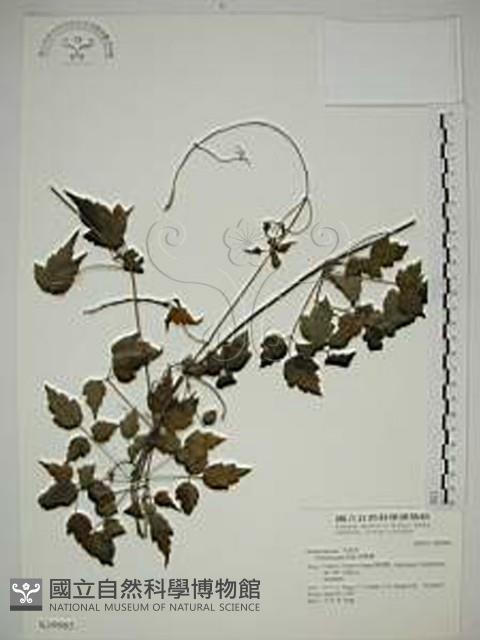 串鼻龍藏品圖，第1張