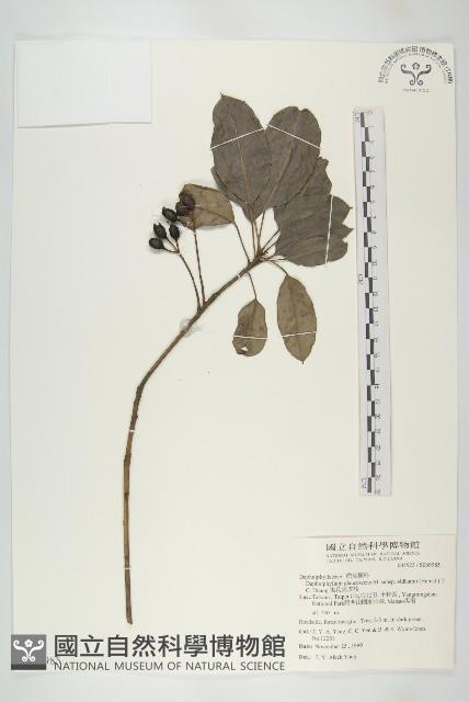 耿氏虎皮楠藏品圖，第1張