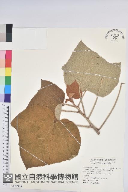 野桐藏品圖，第1張