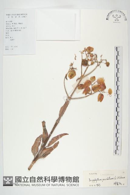 落地生根藏品圖，第1張