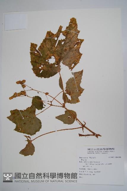 登錄號:S108985藏品圖，第1張