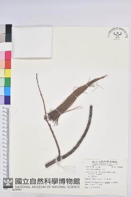 油柑藏品圖，第1張