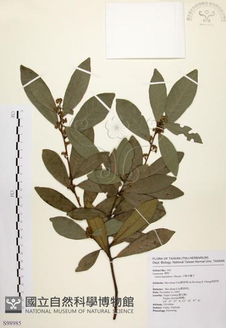 黃肉樹, 小梗木薑子藏品圖，第1張