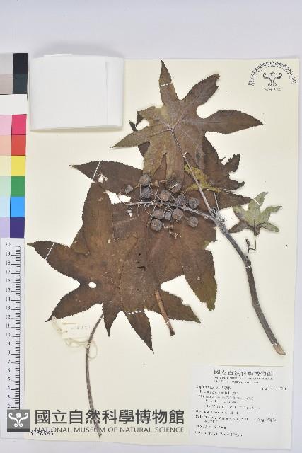 蓖麻藏品圖，第1張