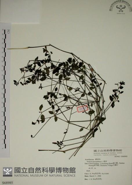 爵床藏品圖，第1張