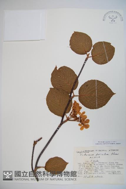 假繡球藏品圖，第1張