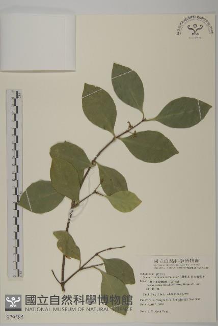 日本賽衛矛、日本假衛矛藏品圖，第1張