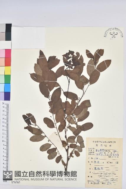 葉底珠、市蔥密花葉底珠藏品圖，第1張