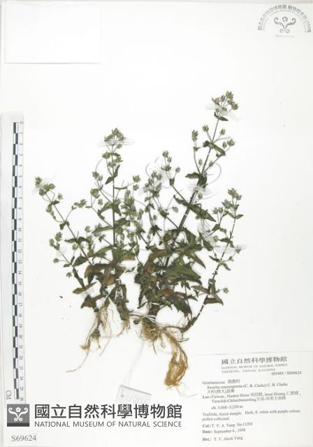 大籽當藥、巒大當藥藏品圖，第1張