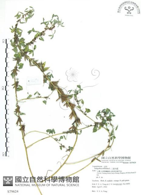 三葉木藍藏品圖，第1張