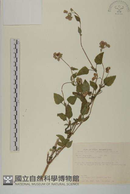 紫花霍香薊藏品圖，第1張