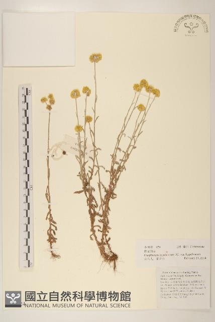 秋鼠麴草藏品圖，第1張