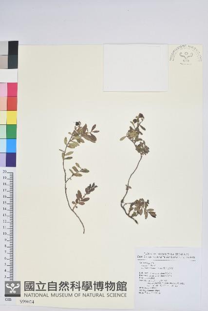 高山白珠樹藏品圖，第1張