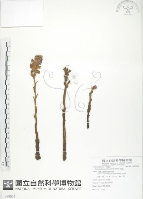 列當藏品圖，第1張