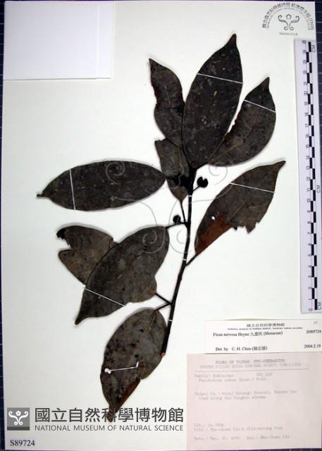 九重吹、九丁樹、脈葉榕、大葉九重吹藏品圖，第1張