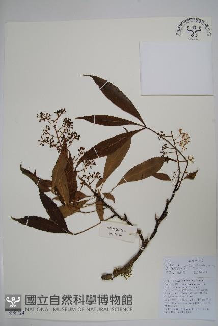 異葉梁王茶藏品圖，第1張